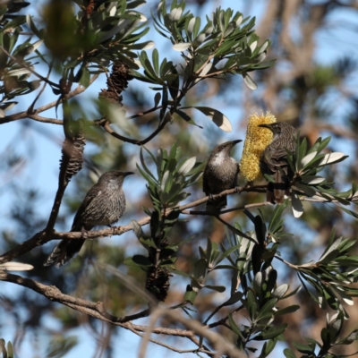 Anthochaera chrysoptera (Little Wattlebird) at Guerilla Bay, NSW - 2 Aug 2020 by jb2602