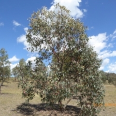 Eucalyptus albens (White Box) at Molonglo Valley, ACT - 8 Nov 2018 by AndyRussell