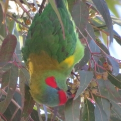 Glossopsitta concinna (Musk Lorikeet) at Narrabundah, ACT - 5 Aug 2020 by RobParnell