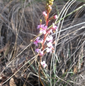 Stylidium graminifolium at Aranda, ACT - 3 Aug 2020 01:19 PM