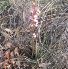 Stylidium graminifolium at Aranda, ACT - 3 Aug 2020 01:19 PM