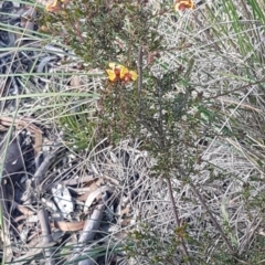 Dillwynia phylicoides at O'Connor, ACT - 4 Aug 2020 12:44 PM