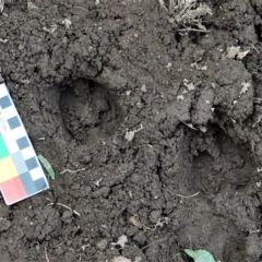 Unverified Feral hoofed introduced mammal at Black Range, NSW - 1 Aug 2020 by AndrewMcCutcheon