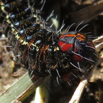 Apina callisto (Pasture Day Moth) at Griffith, ACT - 29 Jul 2020 by RobParnell