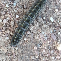 Apina callisto (Pasture Day Moth) at Symonston, ACT - 4 Aug 2020 by Mike