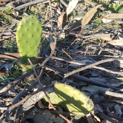 Opuntia stricta (Common Prickly Pear) at Red Hill, ACT - 4 Aug 2020 by Mike