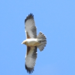 Hieraaetus morphnoides (Little Eagle) at Acton, ACT - 5 Aug 2020 by HelenCross