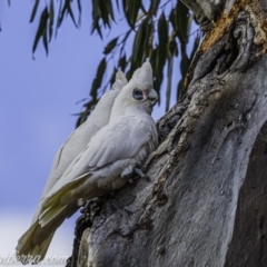 Cacatua sanguinea (Little Corella) at Symonston, ACT - 19 Jul 2020 by JonSteinbeck