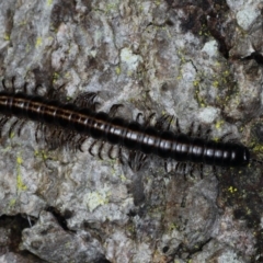 Unidentified Millipede (Diplopoda) at Guerilla Bay, NSW - 1 Aug 2020 by jb2602