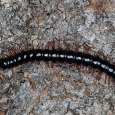Unidentified Millipede (Diplopoda) at Guerilla Bay, NSW - 1 Aug 2020 by jb2602