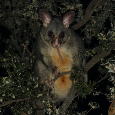 Trichosurus vulpecula (Common Brushtail Possum) at Guerilla Bay, NSW - 1 Aug 2020 by jb2602