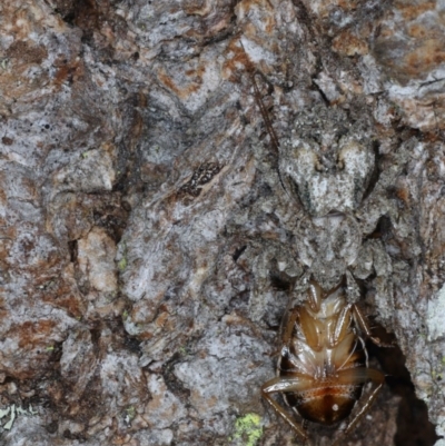 Stephanopis altifrons (Knobbly crab spider) at Guerilla Bay, NSW - 1 Aug 2020 by jbromilow50