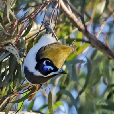 Entomyzon cyanotis (Blue-faced Honeyeater) at Curtin, ACT - 5 Aug 2020 by RodDeb