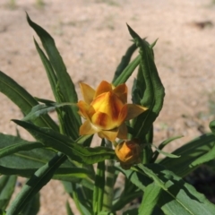 Xerochrysum bracteatum (Golden Everlasting) at Wyndham, NSW - 20 Jul 2020 by MichaelBedingfield