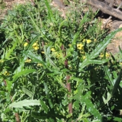 Senecio hispidulus (Hill Fireweed) at Wyndham, NSW - 20 Jul 2020 by michaelb