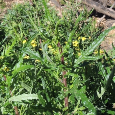 Senecio hispidulus (Hill Fireweed) at Wyndham, NSW - 20 Jul 2020 by MichaelBedingfield