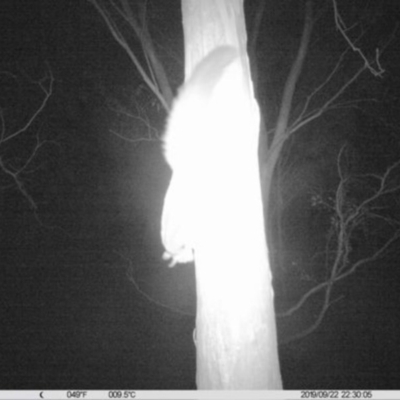 Petaurus norfolcensis (Squirrel Glider) at Thurgoona, NSW - 22 Sep 2019 by DMeco