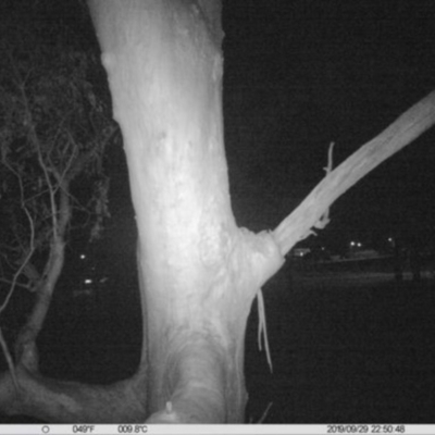 Petaurus norfolcensis (Squirrel Glider) at Thurgoona, NSW - 29 Sep 2019 by DMeco