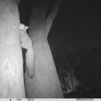 Petaurus norfolcensis (Squirrel Glider) at Albury - 17 Oct 2019 by DMeco