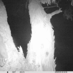 Petaurus norfolcensis (Squirrel Glider) at Thurgoona, NSW - 10 Oct 2019 by DMeco