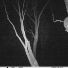 Petaurus norfolcensis (Squirrel Glider) at Thurgoona, NSW - 15 May 2019 by DMeco