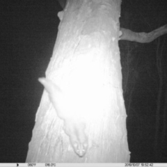 Petaurus norfolcensis (Squirrel Glider) at Monitoring Site 057 - Revegetation - 7 Oct 2019 by DMeco