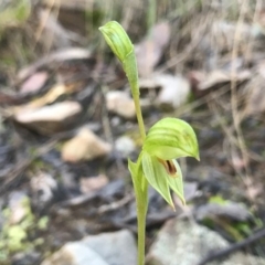 Bunochilus umbrinus (ACT) = Pterostylis umbrina (NSW) (Broad-sepaled Leafy Greenhood) at Acton, ACT by PeterR
