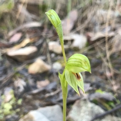 Bunochilus umbrinus (ACT) = Pterostylis umbrina (NSW) (Broad-sepaled Leafy Greenhood) at Acton, ACT by PeterR