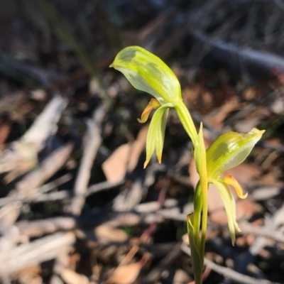 Bunochilus umbrinus (ACT) = Pterostylis umbrina (NSW) (Broad-sepaled Leafy Greenhood) at  - suppressed by PeterR