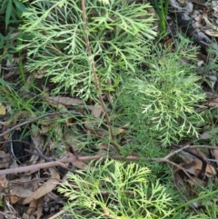 Isopogon anemonifolius (Common Drumsticks) at Ulladulla, NSW - 5 Aug 2020 by gem.ingpen@gmail.com