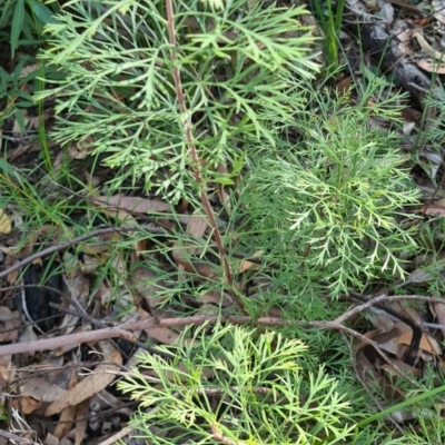 Isopogon anemonifolius (Common Drumsticks) at Ulladulla, NSW - 5 Aug 2020 by gem.ingpen@gmail.com