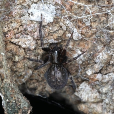 Badumna insignis (Black House Spider) at Guerilla Bay, NSW - 31 Jul 2020 by jbromilow50