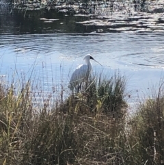 Platalea regia (Royal Spoonbill) at Burrill Lake, NSW - 5 Aug 2020 by wendie