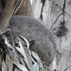 Phascolarctos cinereus (Koala) at Wodonga Regional Park - 5 Aug 2020 by Michelleco