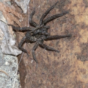 Lycosidae (family) at Googong, NSW - 28 Jul 2020