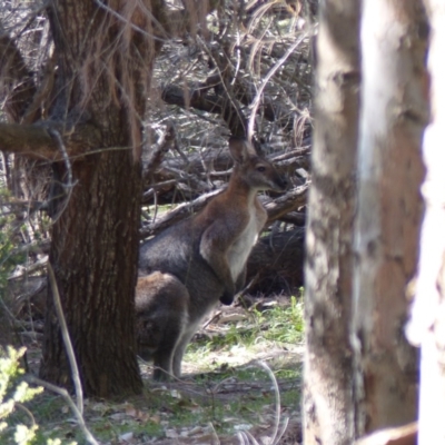 Notamacropus rufogriseus (Red-necked Wallaby) at Black Range, NSW - 6 Aug 2020 by MatthewHiggins