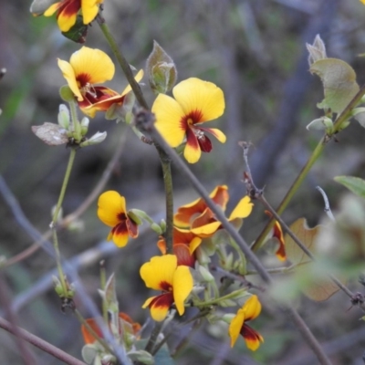 Platylobium sp. (Flat Pea) at West Wodonga, VIC - 22 Sep 2018 by Michelleco