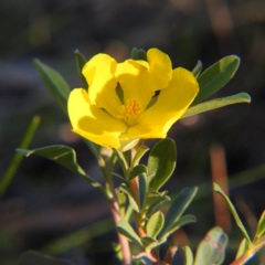 Hibbertia obtusifolia (Grey Guinea-flower) at Felltimber Creek NCR - 17 May 2020 by Michelleco