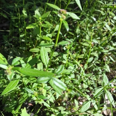 Opercularia aspera (Coarse Stinkweed) at Ulladulla, NSW - 5 Aug 2020 by SueHob