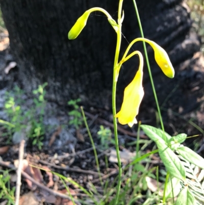 Blandfordia nobilis (Christmas Bells) at Ulladulla, NSW - 5 Aug 2020 by SueHob