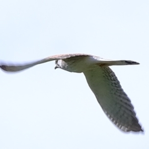 Falco cenchroides at Denman Prospect, ACT - 6 Aug 2020