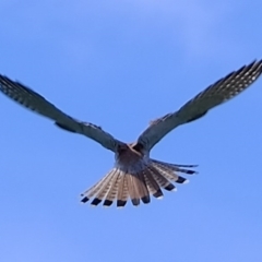 Falco cenchroides at Denman Prospect, ACT - 6 Aug 2020