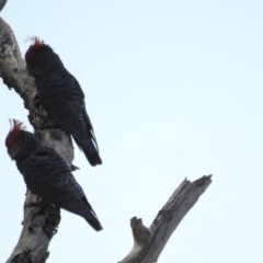 Callocephalon fimbriatum (Gang-gang Cockatoo) at Felltimber Creek NCR - 8 Mar 2019 by Michelleco