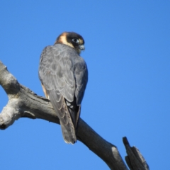 Falco longipennis (Australian Hobby) at Indigo Valley, VIC - 27 Jun 2020 by Michelleco
