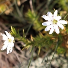 Stellaria pungens (Prickly Starwort) at Sutton, NSW - 2 Aug 2020 by Sarah2019