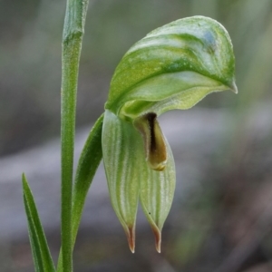 Bunochilus umbrinus (ACT) = Pterostylis umbrina (NSW) at suppressed - suppressed