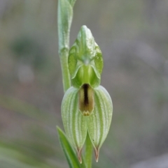 Bunochilus umbrinus (ACT) = Pterostylis umbrina (NSW) at suppressed - suppressed