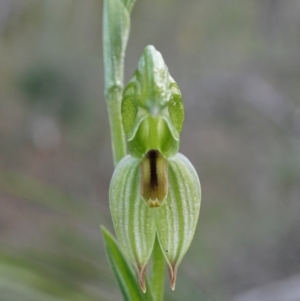 Bunochilus umbrinus (ACT) = Pterostylis umbrina (NSW) at suppressed - suppressed