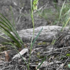 Bunochilus umbrinus (ACT) = Pterostylis umbrina (NSW) at suppressed - suppressed