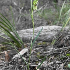 Bunochilus umbrinus (ACT) = Pterostylis umbrina (NSW) at suppressed - suppressed